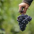 Une grappe pour l'union du vin suisse